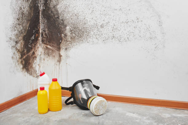 Home Mold Removal in Akron, PA
