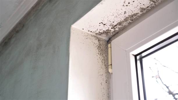 Best Crawl Space Mold Removal  in Akron, PA
