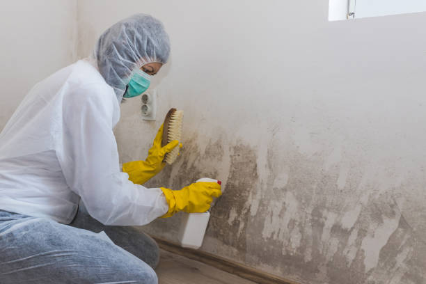 Best Mold Damage Repair  in Akron, PA