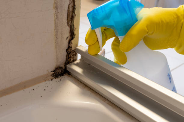 Best Black Mold Removal  in Akron, PA