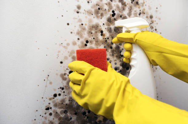 Best Mold Remediation Services  in Akron, PA
