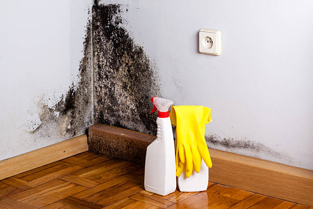 Best Toxic Mold Removal  in Akron, PA