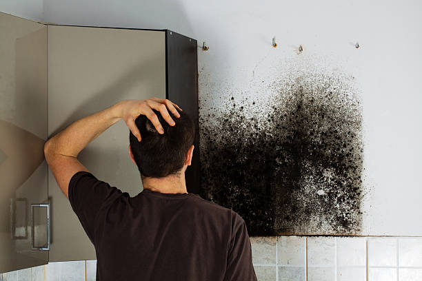 Best Mold Removal Specialists  in Akron, PA
